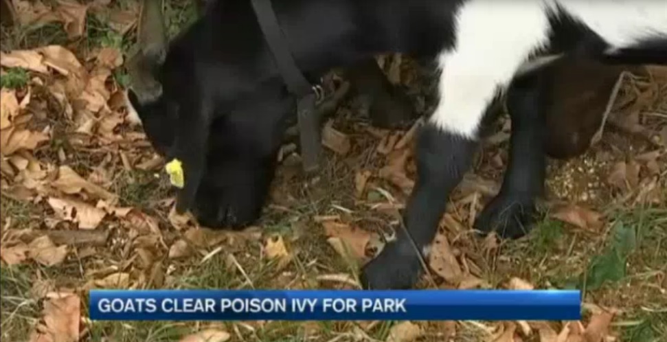 More Goats in the News “Goatscaping: Animals Clear Park of Poison Ivy