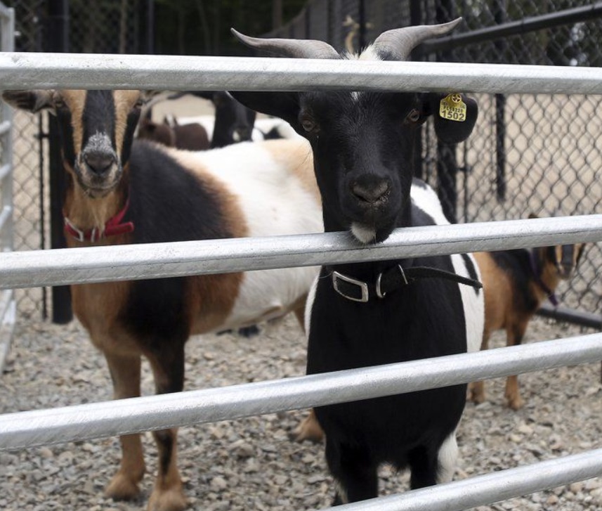 No kidding around: Danvers brings in goats to clear dog park of poison ivy