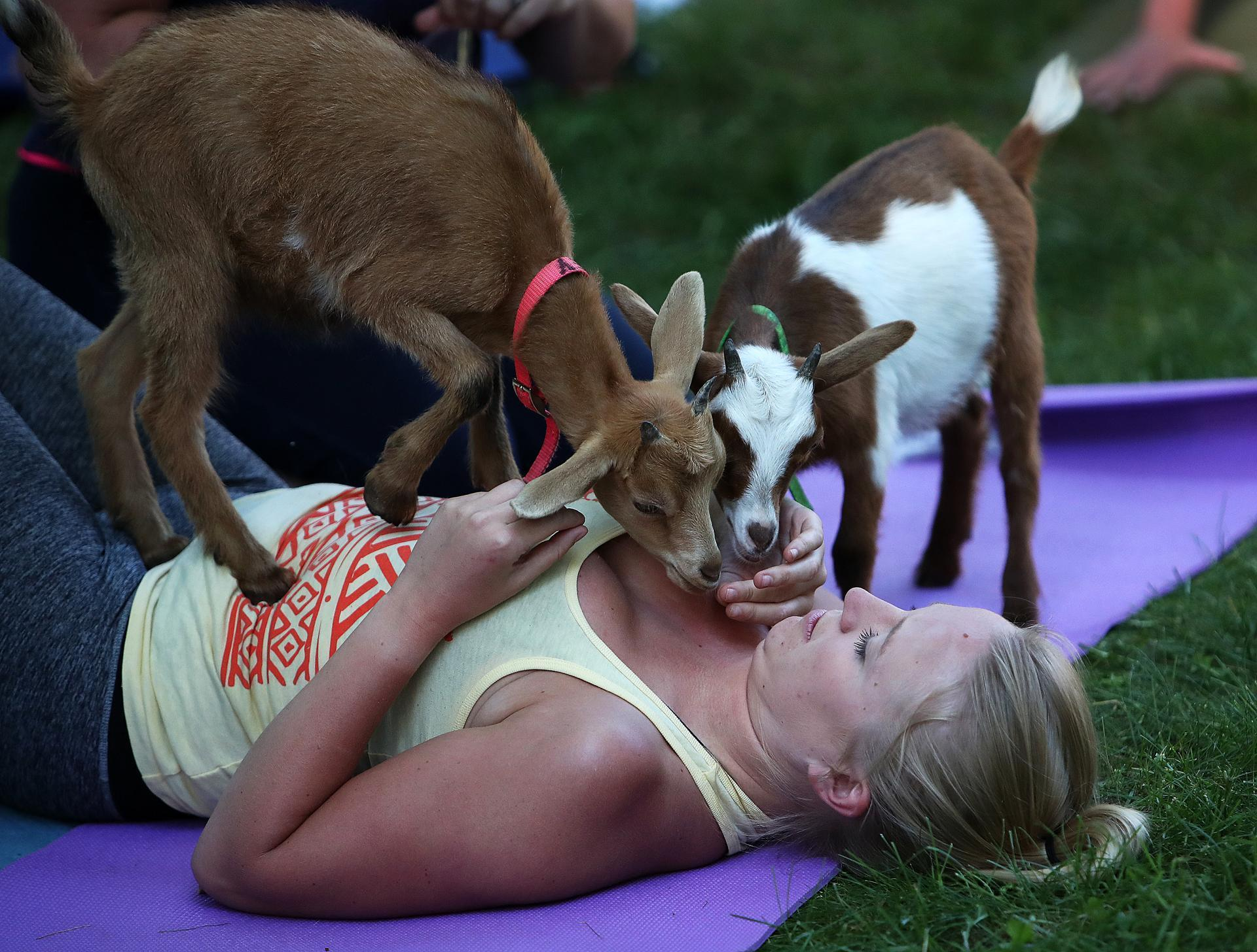 Cats, goats, and downward-facing dogs. The options are endless for yoga with a twist.