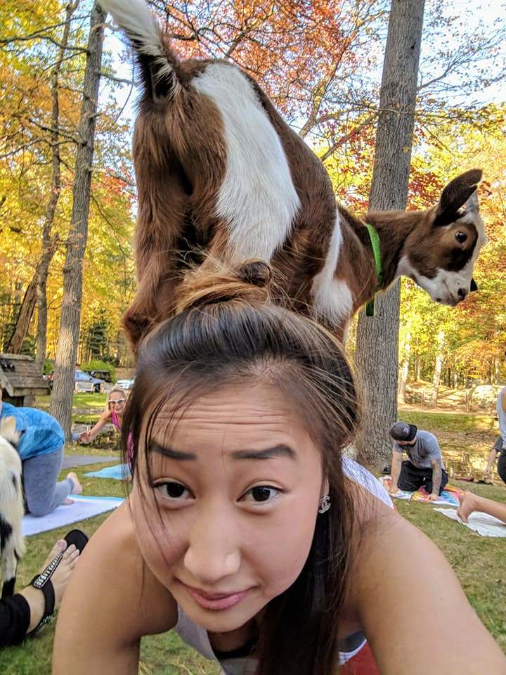 Goat Yoga to Benefit Miss Pink