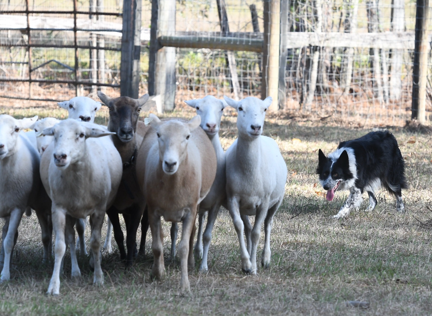 Goats To Go Presents at Invasive Species Management Conference