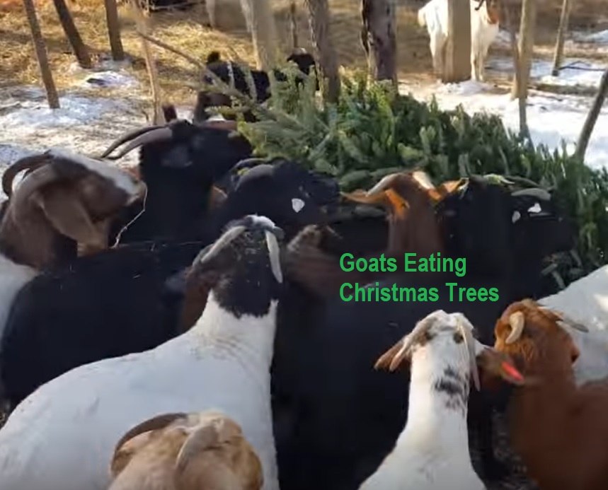 Annual Christmas Tree Drop-offs: Live Music & Goats – Fundraiser Event