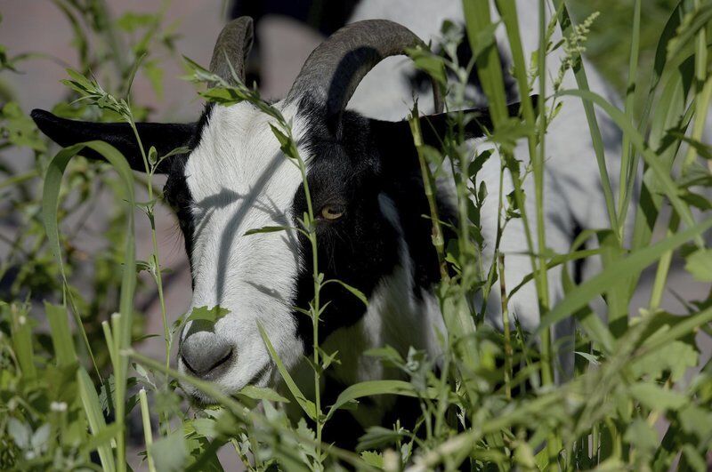 No kid-ing! Goats provide landscaping whimsy in Haverhill