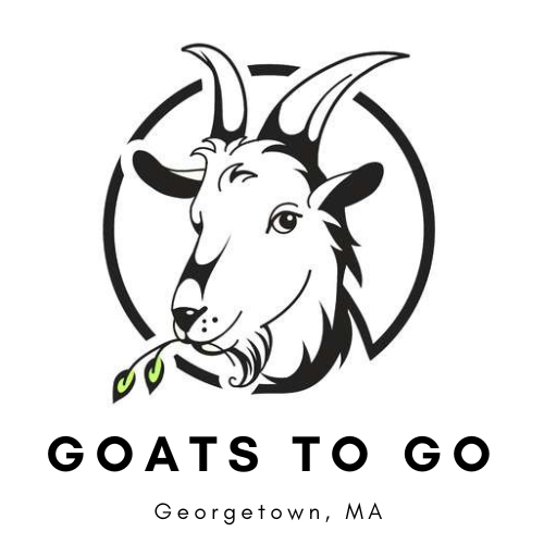 GOATS TO GO – Georgetown, Massachusetts